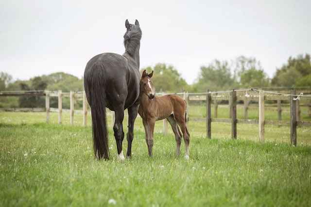 Mare and foal in field